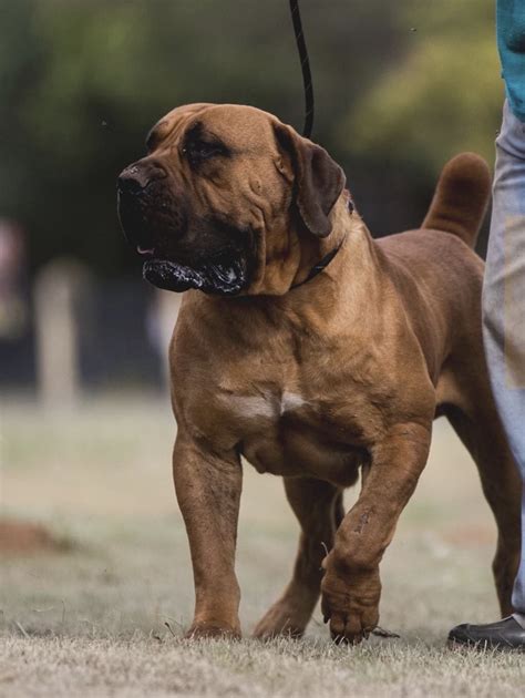 Boerboel breeders - How much do Boerboel puppies cost in Richmond, VA? Prices may vary based on the breeder and individual puppy for sale in Richmond, VA. On Good Dog, Boerboel puppies in Richmond, VA range in price from $3,000 to $4,000. We recommend speaking directly with your breeder to get a better idea of their price range.